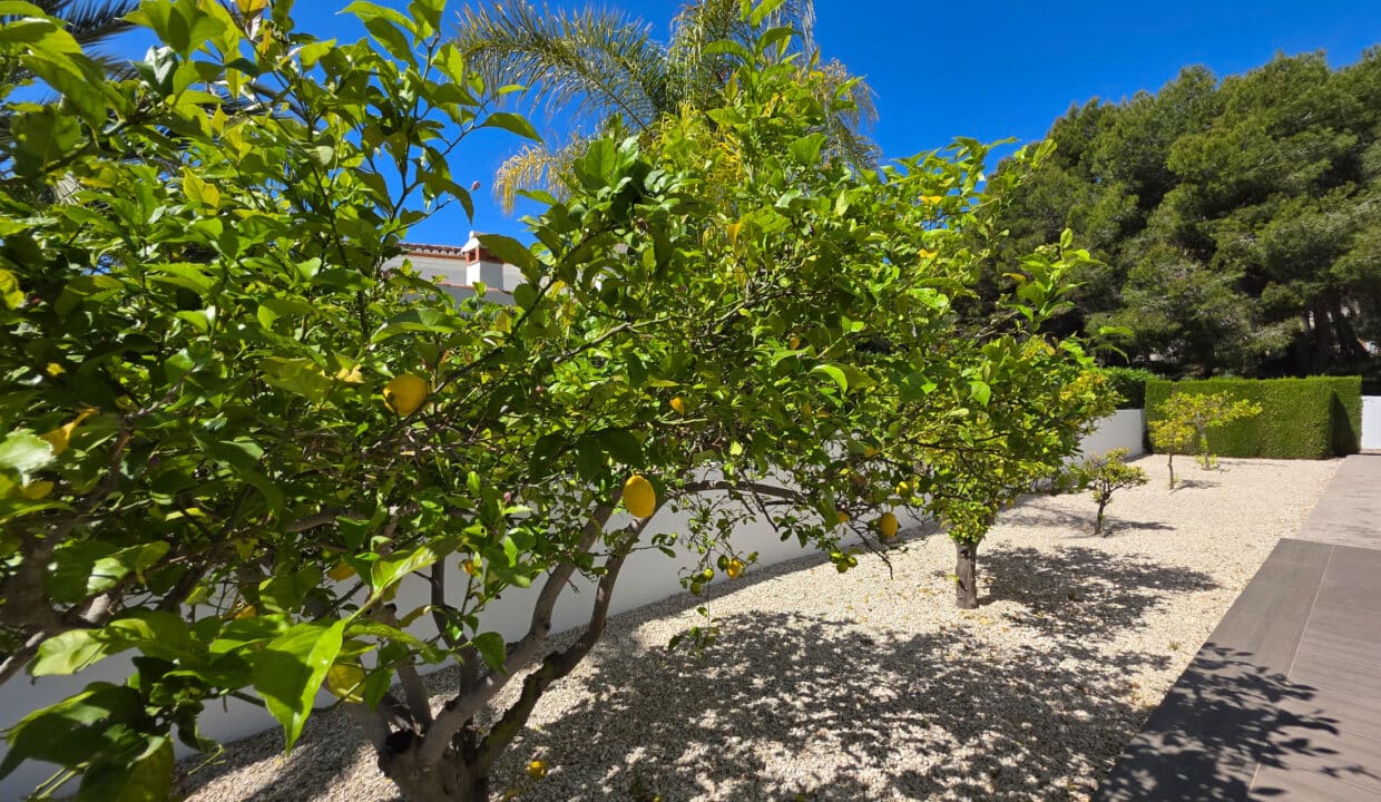 Dacasas - Ca Saida 42